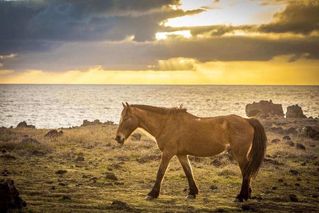 Pikera Uri Eco Lodge Hanga Roa Bagian luar foto